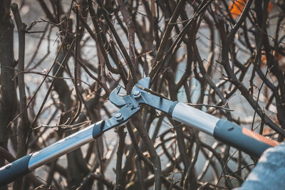 Close-up of bare branches