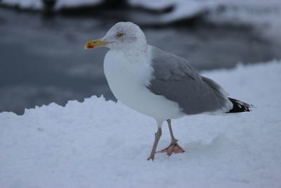 Close-up of bird perching on snow