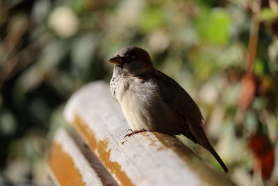 Close-up of bird perching on wood