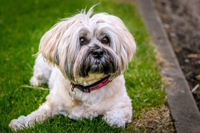 Portrait of black dog on grassy field