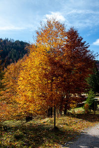 Trees against sky during autumn