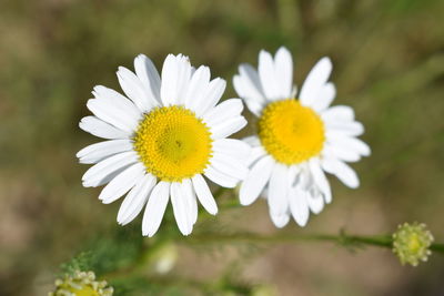 Close-up of white daisy flowers