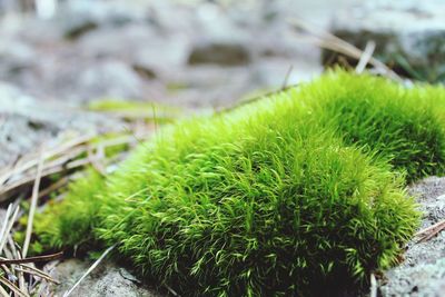 Close-up of plants growing on field