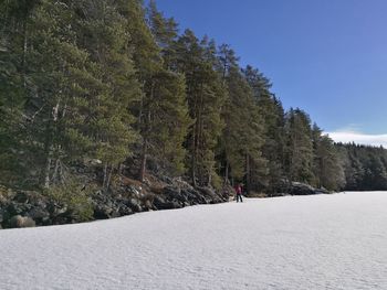 Scenic view of snow covered trees against sky