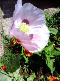 Close-up of flower blooming outdoors