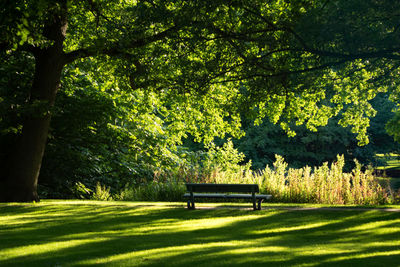 Trees in park