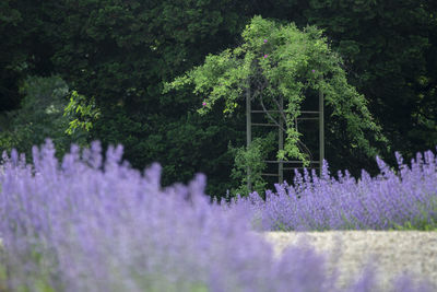 Purple flowering plants by trees on field