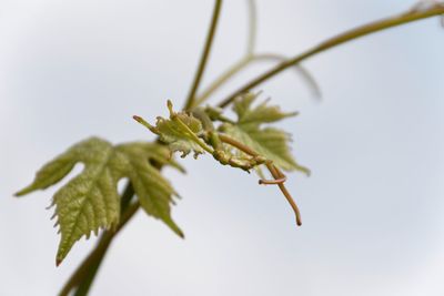 Close-up of insect on plant