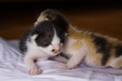 Close-up of kitten relaxing on bed