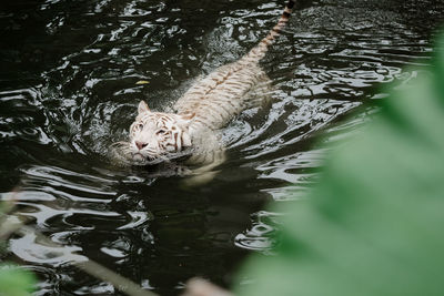 High angle view of turtle in lake