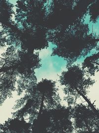 Low angle view of trees against sky