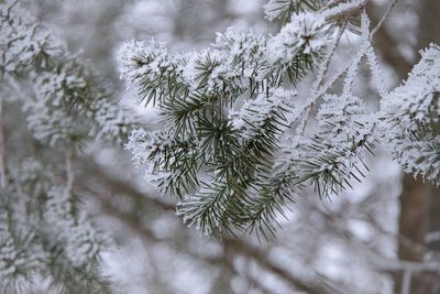 Close-up of pine tree during winter