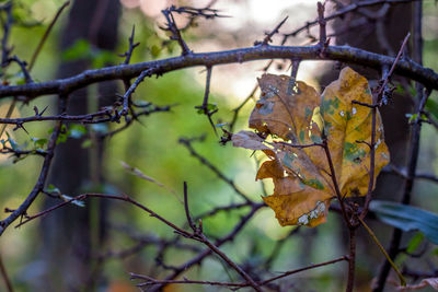 Close-up of dry maple leaves on branch