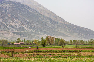 Scenic view of field against clear sky