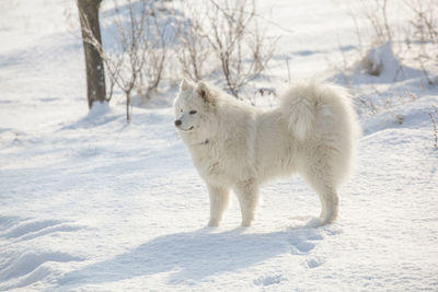 White horse on snow covered land