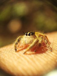 Close-up of spider on wood