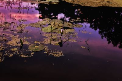 Reflection of water lily in lake