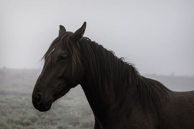 Close-up view of black horse  pony eyes snout in haze fog foggy standing against sky 