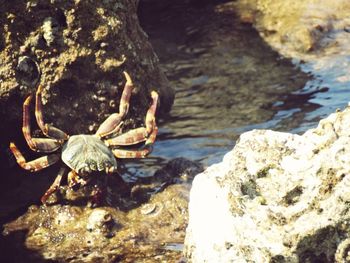 Close-up of ducks on rock by lake