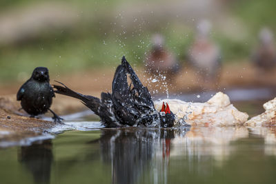 Close-up of bird in water