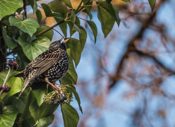 Low angle view of bird perching on tree