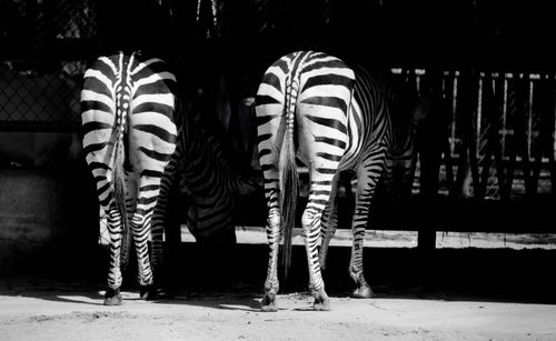 View of zebra at night