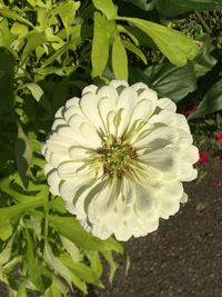 Close-up of white flowering plant on field