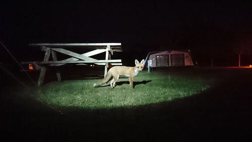 Dog standing in a field