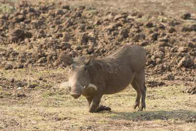 South luangwa national park, zambia