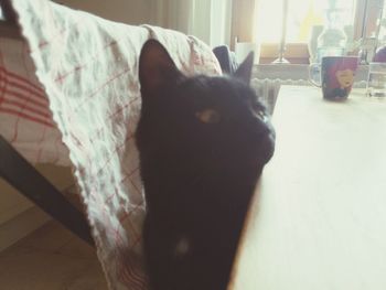 Cat resting on tiled floor