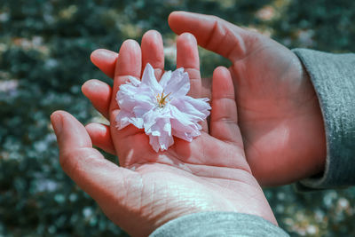 Close-up of hand holding flower