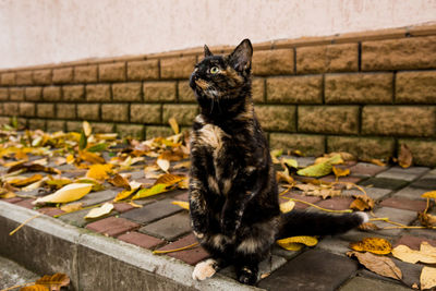 Cat sitting on wall