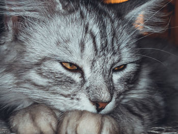 Close-up portrait of cat