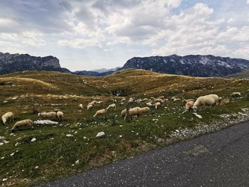 Sheep grazing on landscape