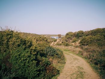 Footpath amidst trees against clear sky