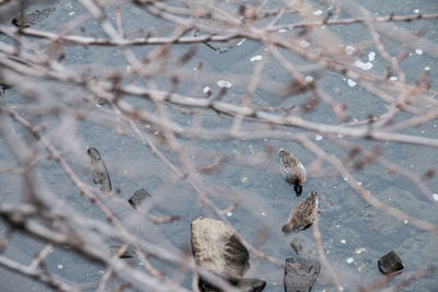 Close-up of bird perching on branch during winter