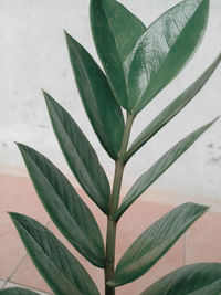 Close-up of wet potted plant against wall