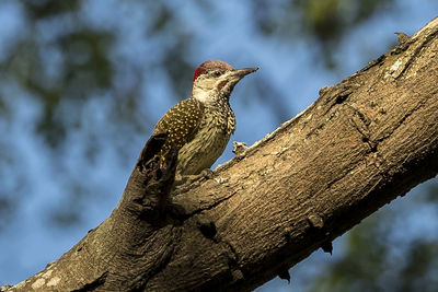 Low angle view of bird perching on tree trunk