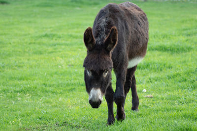 Horse grazing in a field