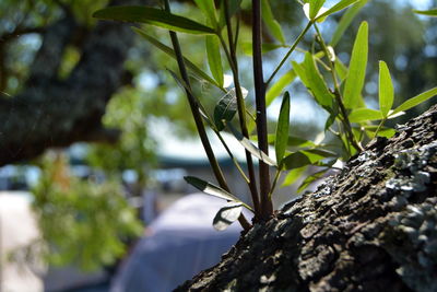 Close-up of leaves