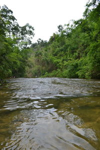 River flowing in forest against clear sky