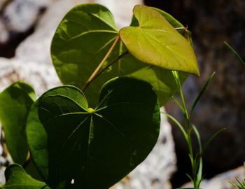 Close-up of green leaves