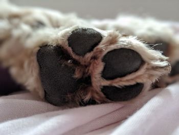 Close-up of dog sleeping on bed