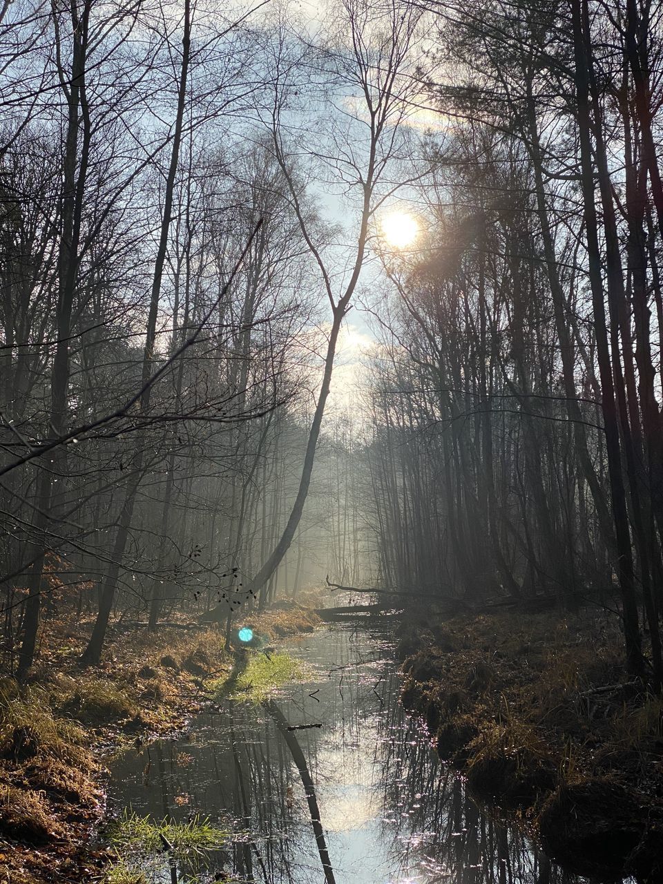 BARE TREES IN FOREST DURING SUNSET