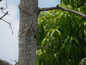 Low angle view of lizard on tree against sky