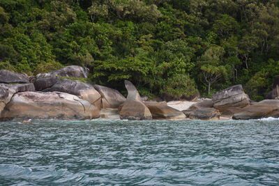 Rocks by sea against trees