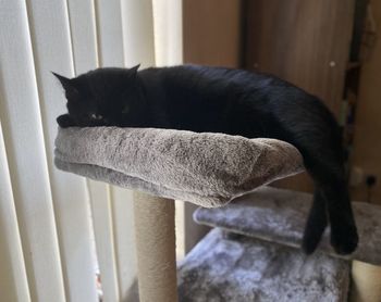 Close-up of a cat resting