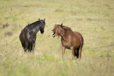 Horses in a field