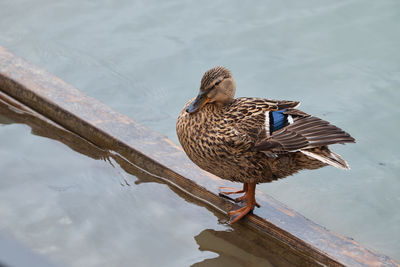 Close-up of duck