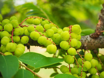 Close-up of berries growing on tree